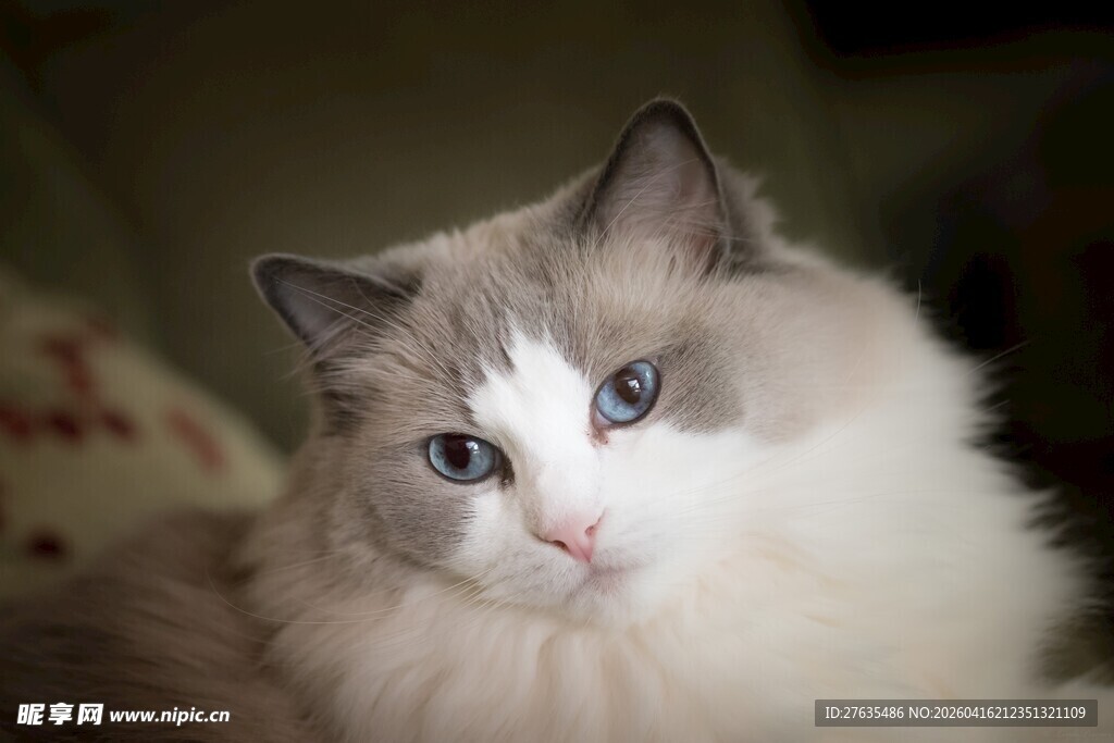 可爱布偶猫的温柔瞬间