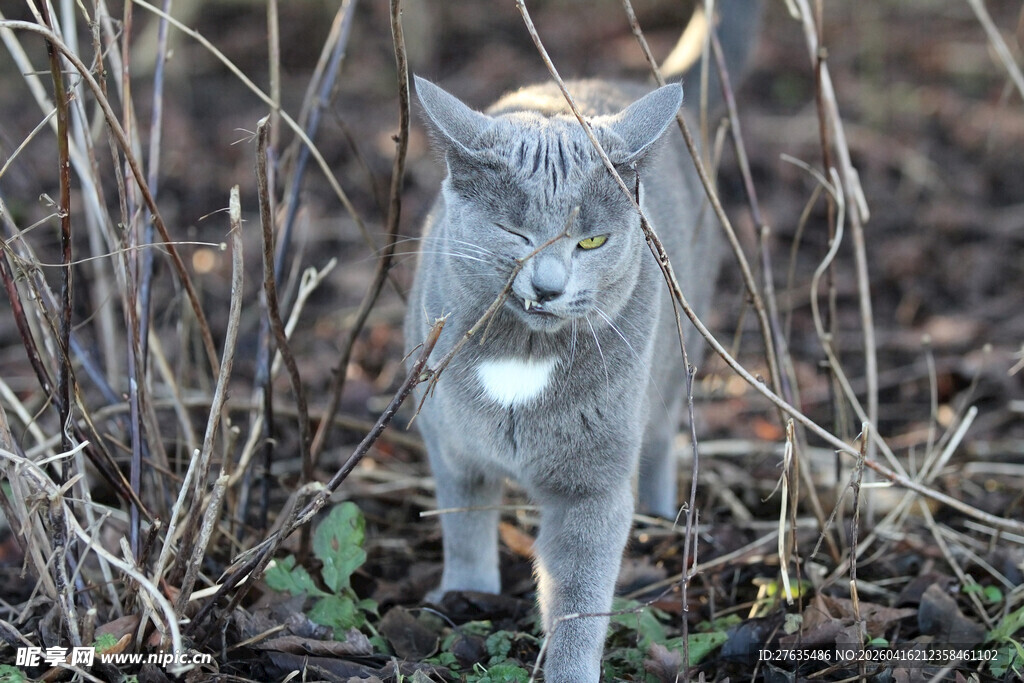 野外行走的灰毛猫