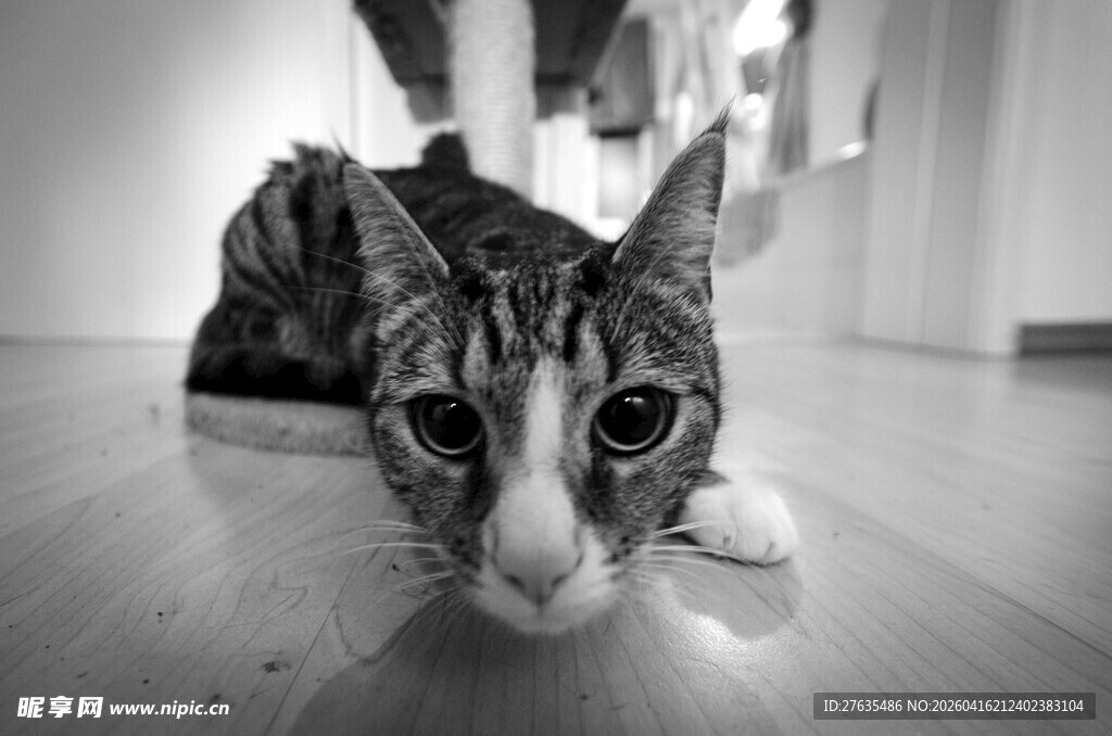 趴着的可爱斑纹猫咪