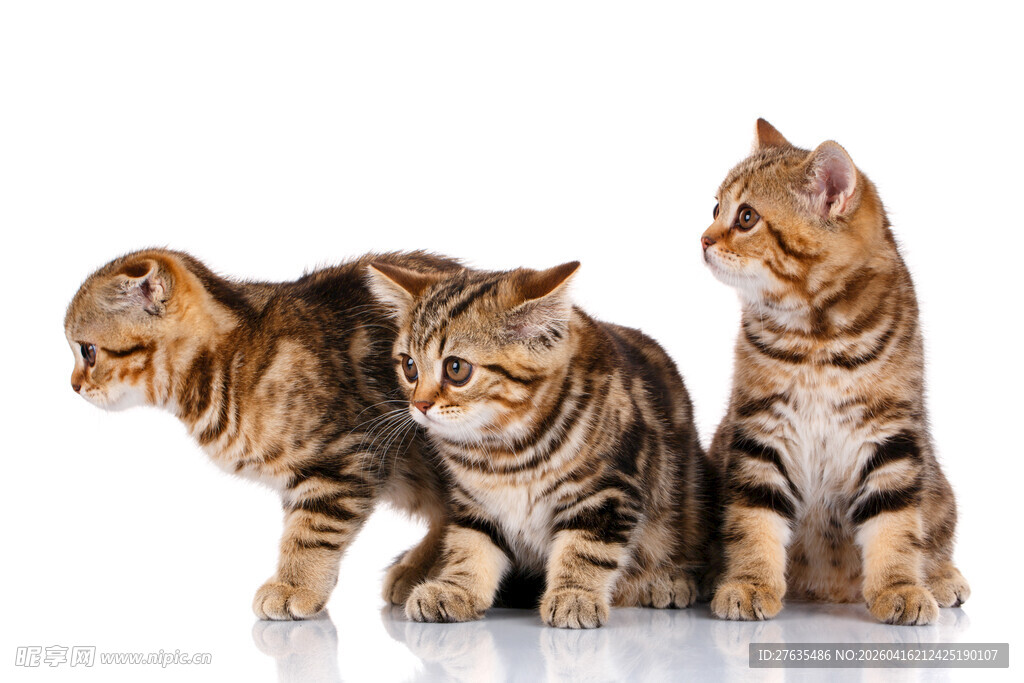 三只可爱虎斑小猫