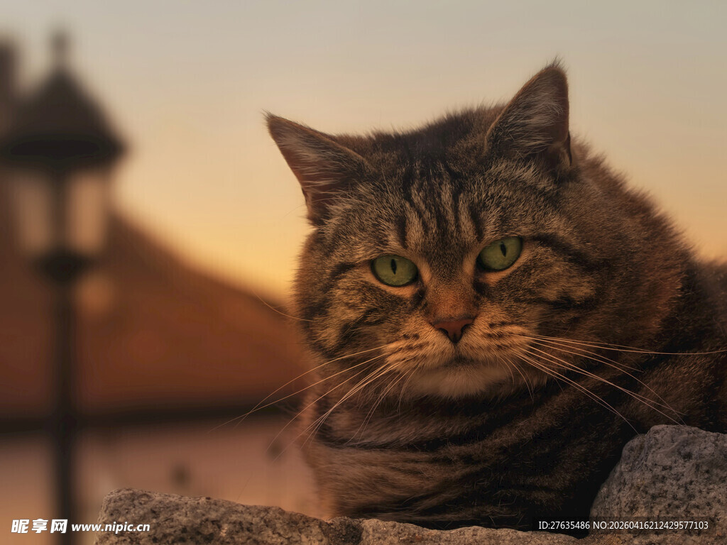 夕阳下的慵懒猫咪