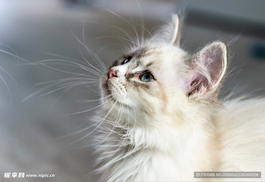 仰头眺望的长毛猫咪