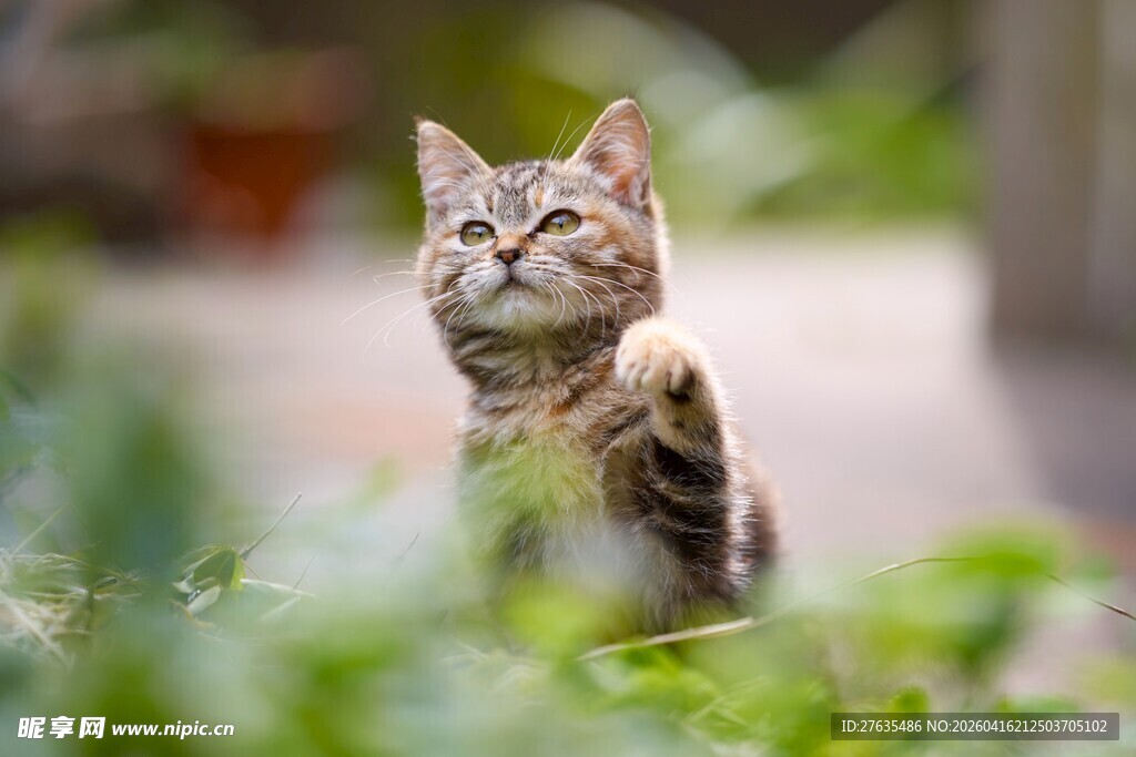 可爱猫咪眺望绿意