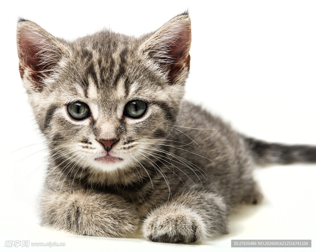 可爱小猫咪趴卧