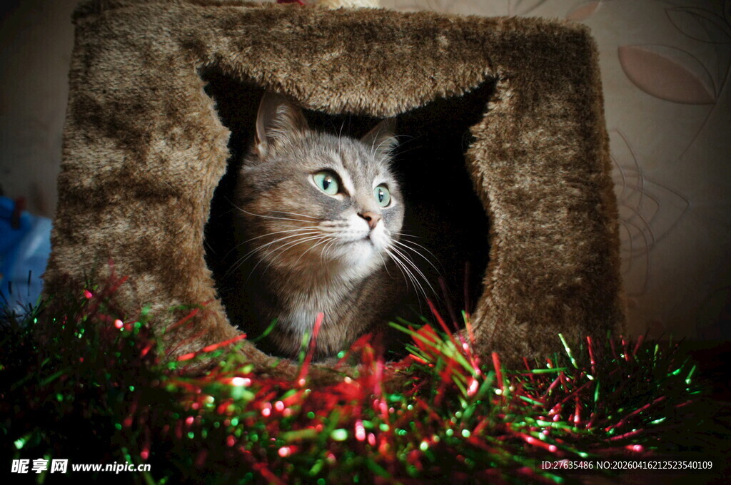 圣诞氛围中探出头的猫咪