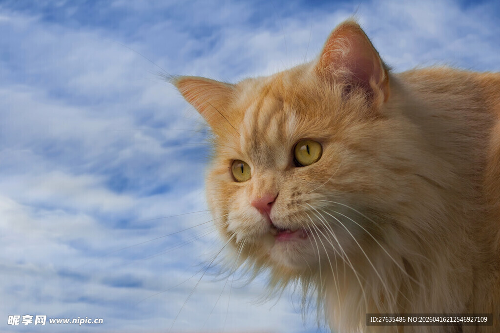 长毛橘猫望向上方天空