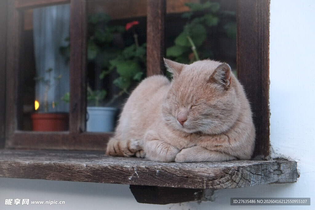 窗台上休憩的慵懒猫咪
