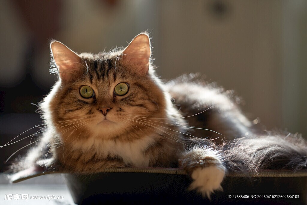 长毛猫咪悠闲趴卧