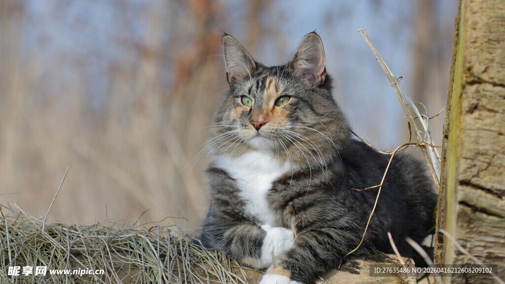 户外休憩的长毛猫咪
