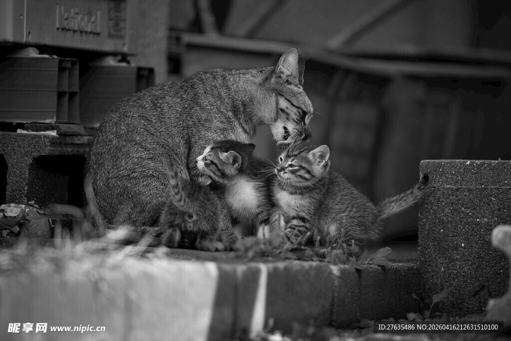 猫咪亲昵依偎在一起