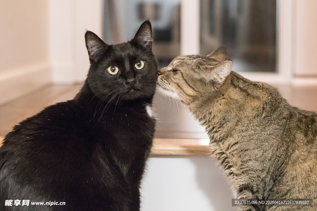 两猫亲昵互动瞬间