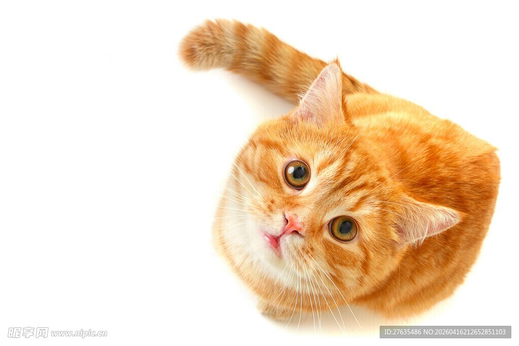 可爱橘猫仰头望向上方