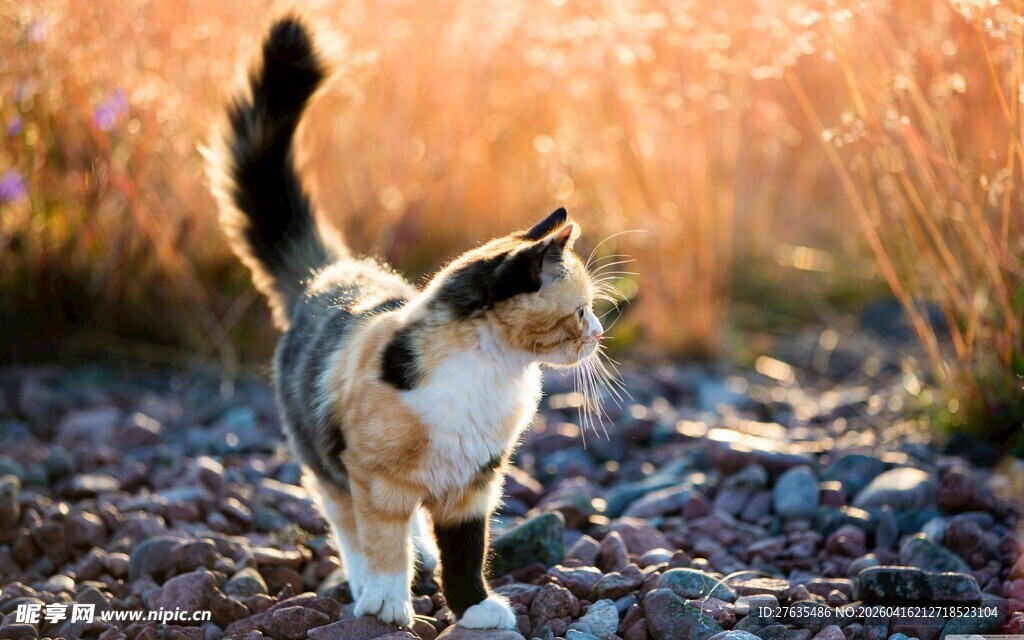 阳光下漫步的可爱猫咪