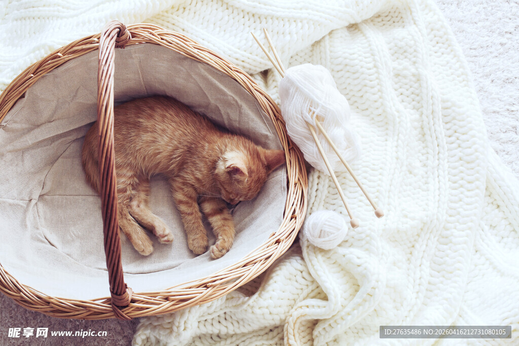 篮子里熟睡的可爱小猫咪