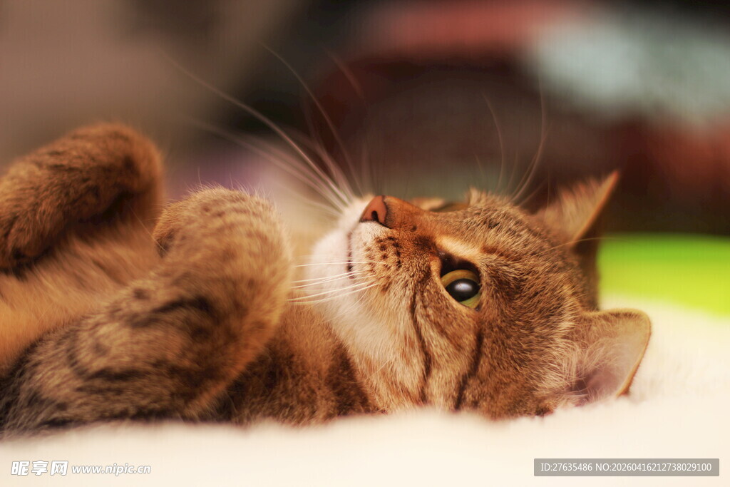 躺卧卖萌的可爱猫咪