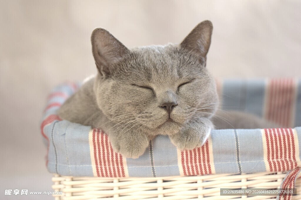 小猫惬意躺篮中