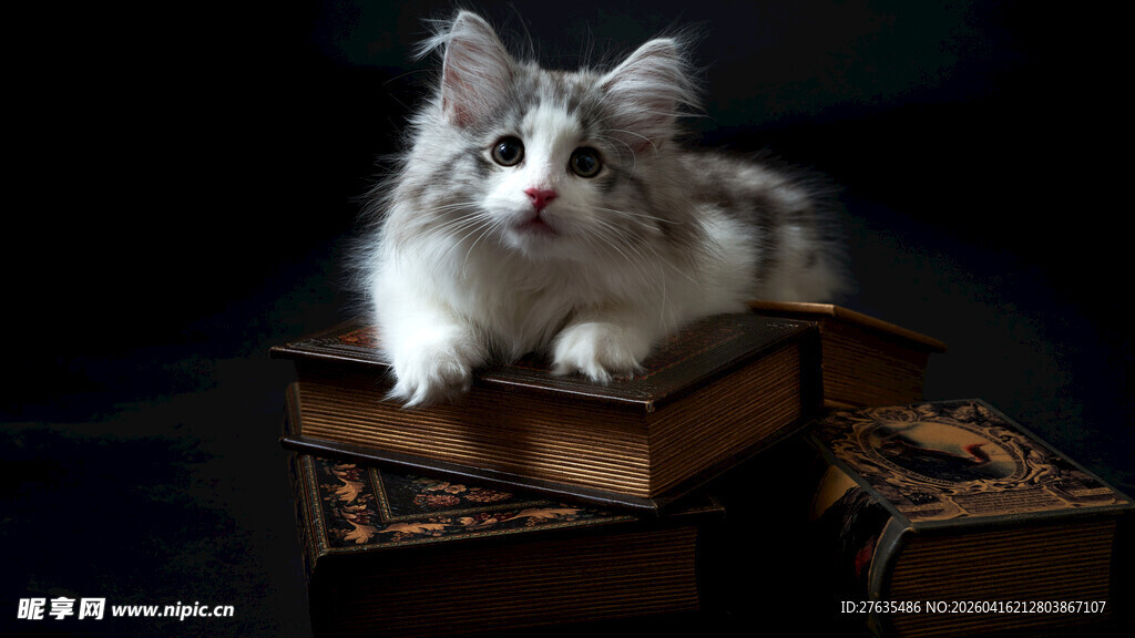 萌宠猫咪端坐旧书籍上