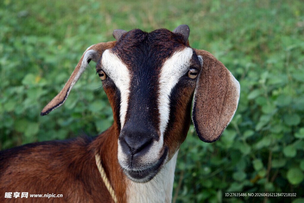 可爱花脸山羊特写