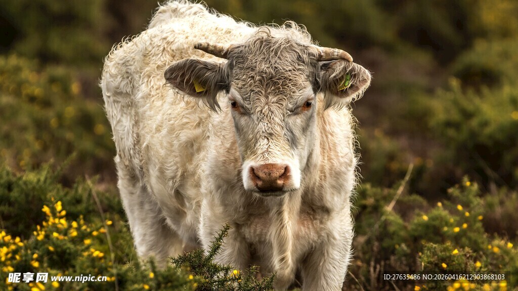 田野中的白色小牛