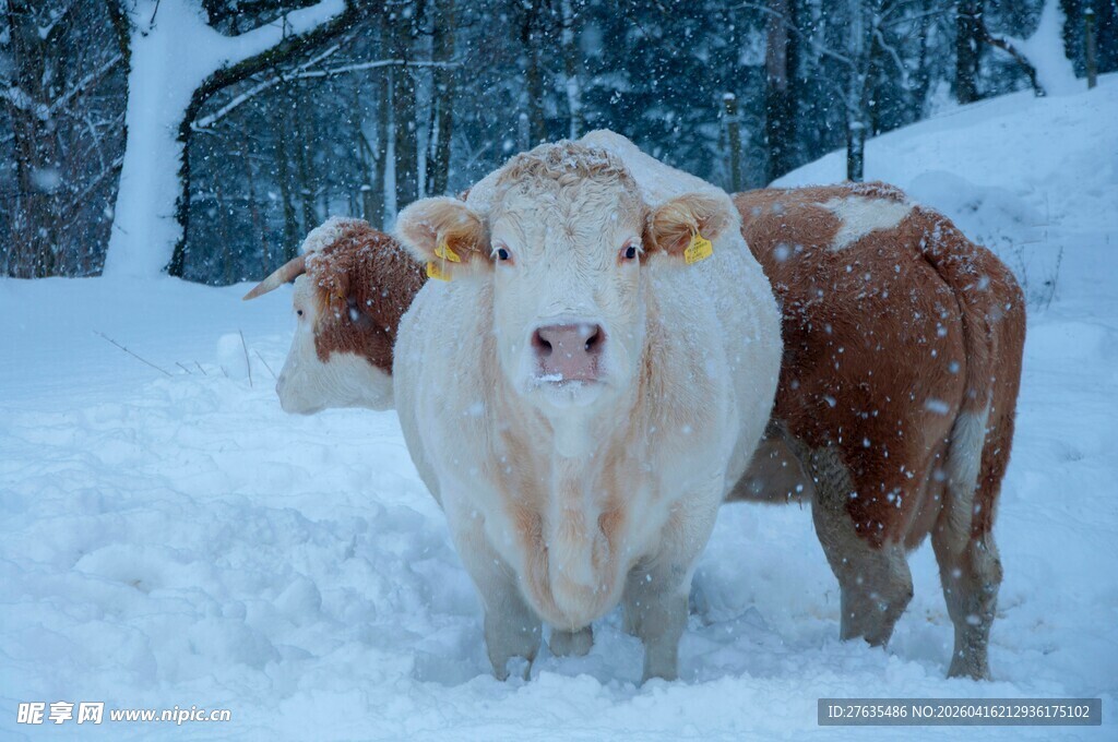 雪地中的两头牛