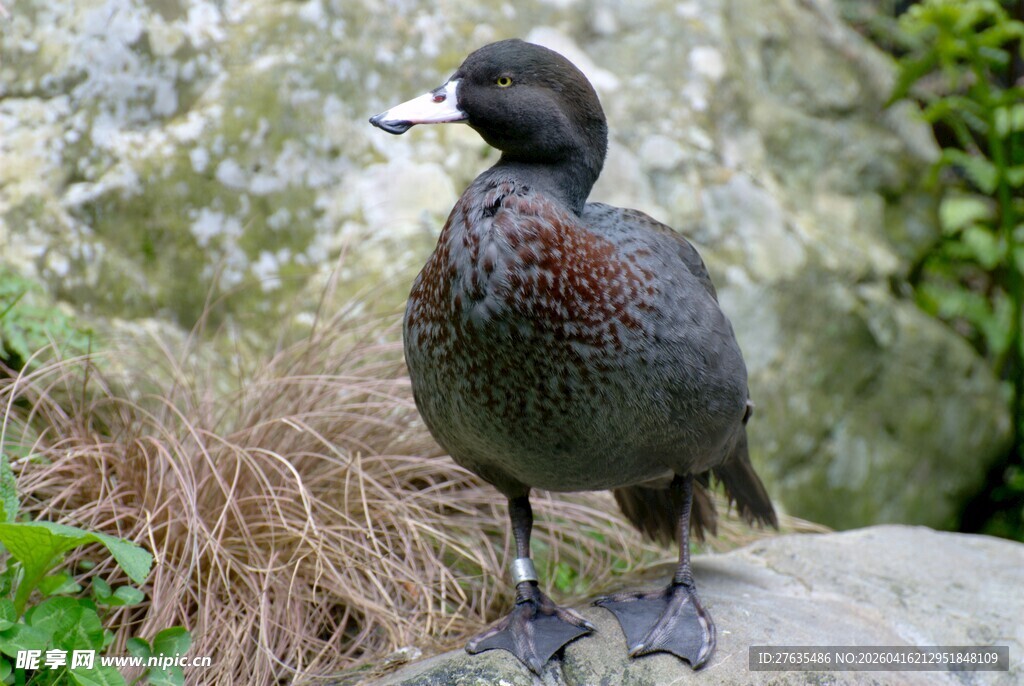 岩石上的独特羽毛水鸟