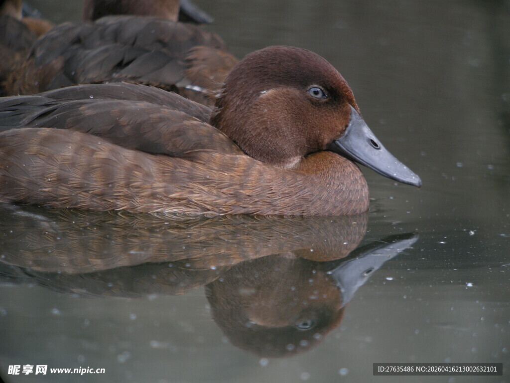 水面上休憩的棕色鸭子