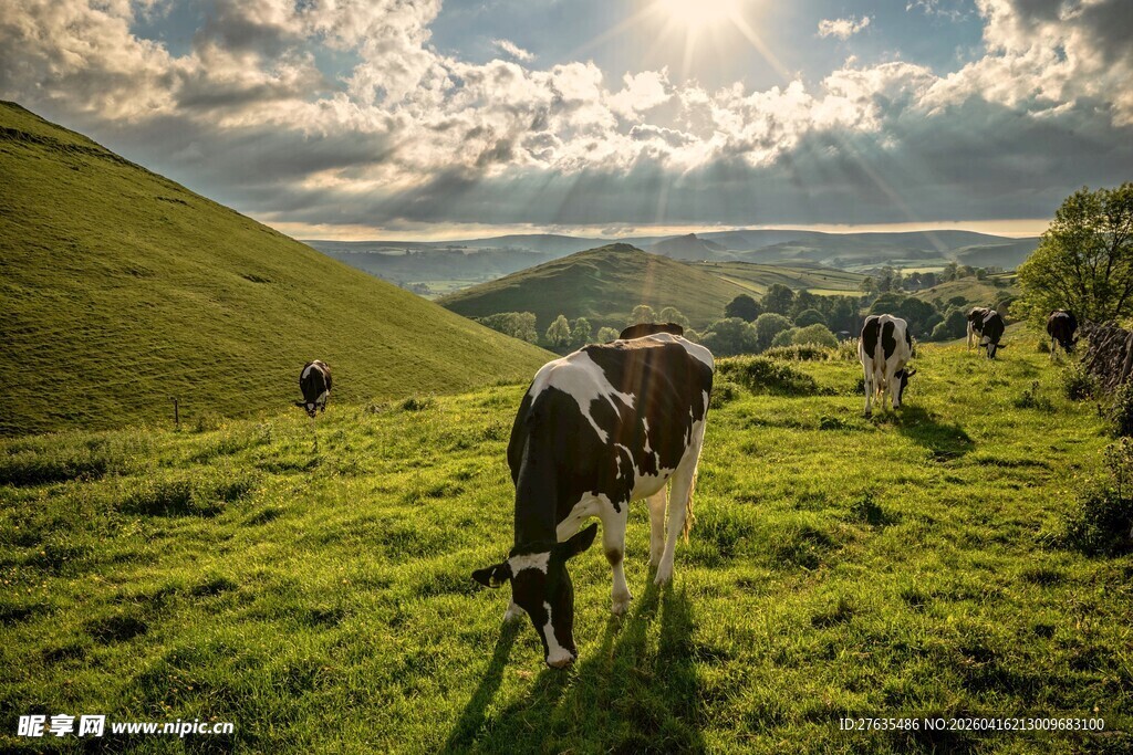 草原上悠然吃草的牛群