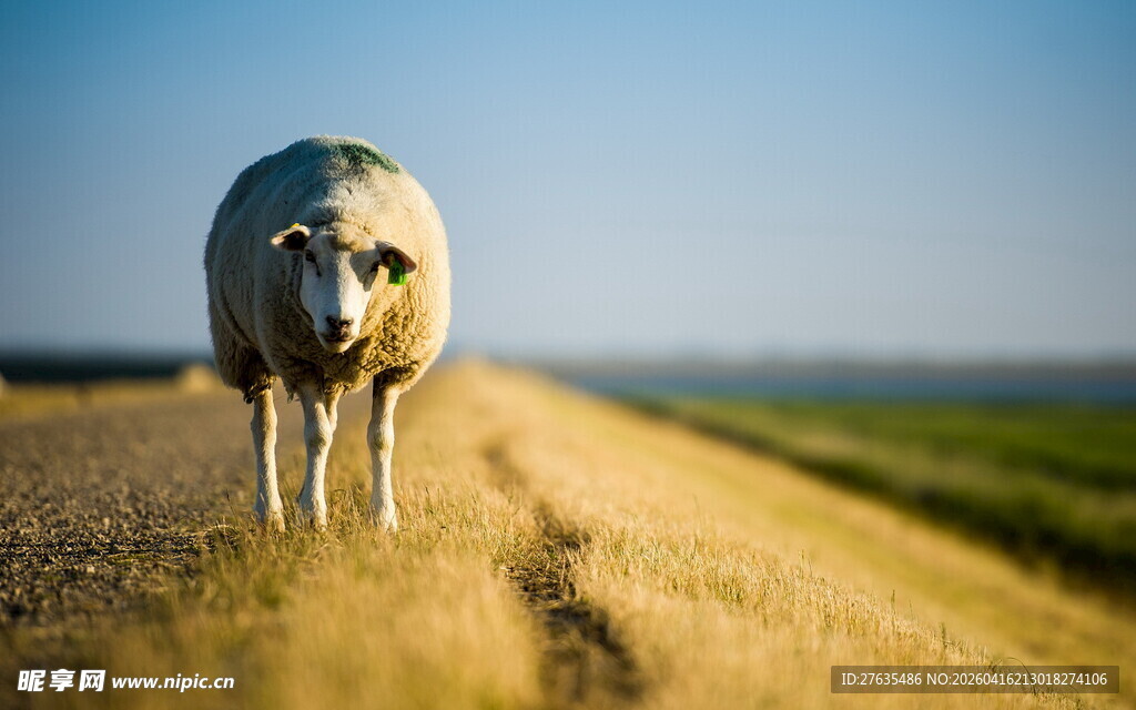 田野中独行的羊