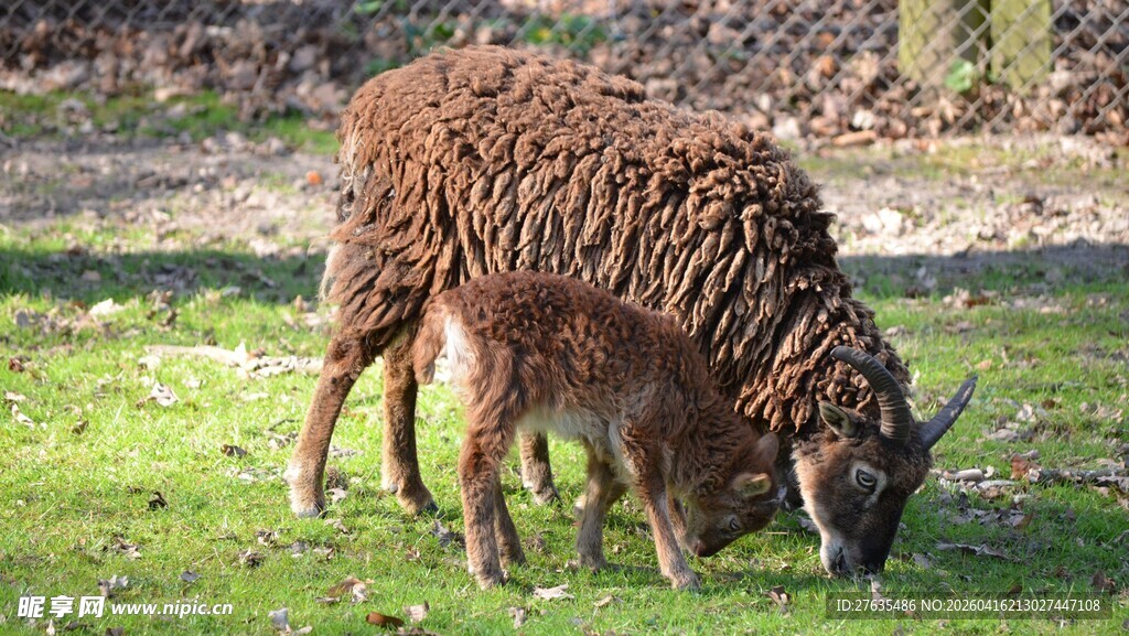 草地上吃草的卷毛绵羊
