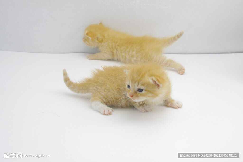 两只可爱小黄毛绒玩具猫