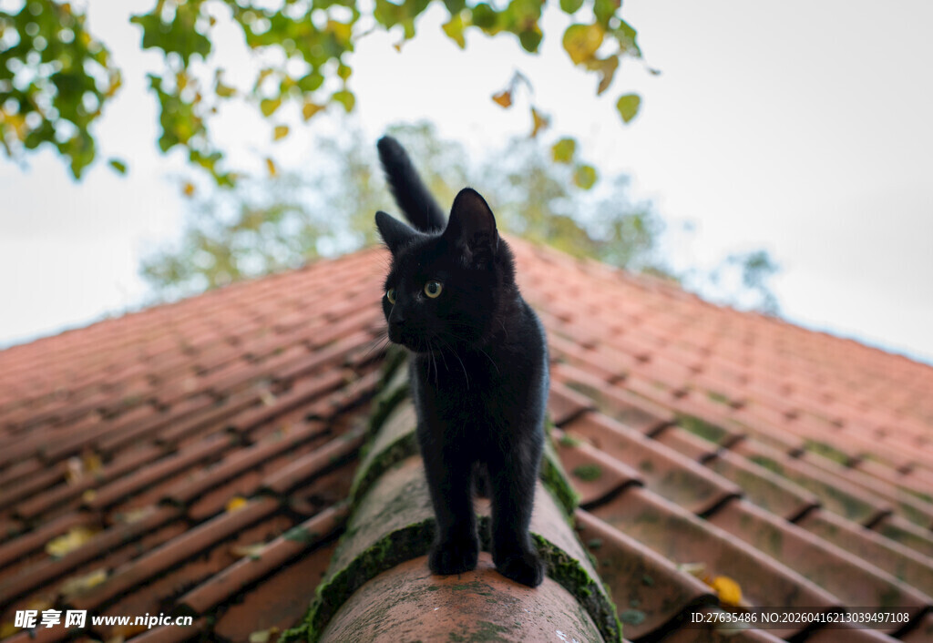 黑猫立于红瓦屋顶
