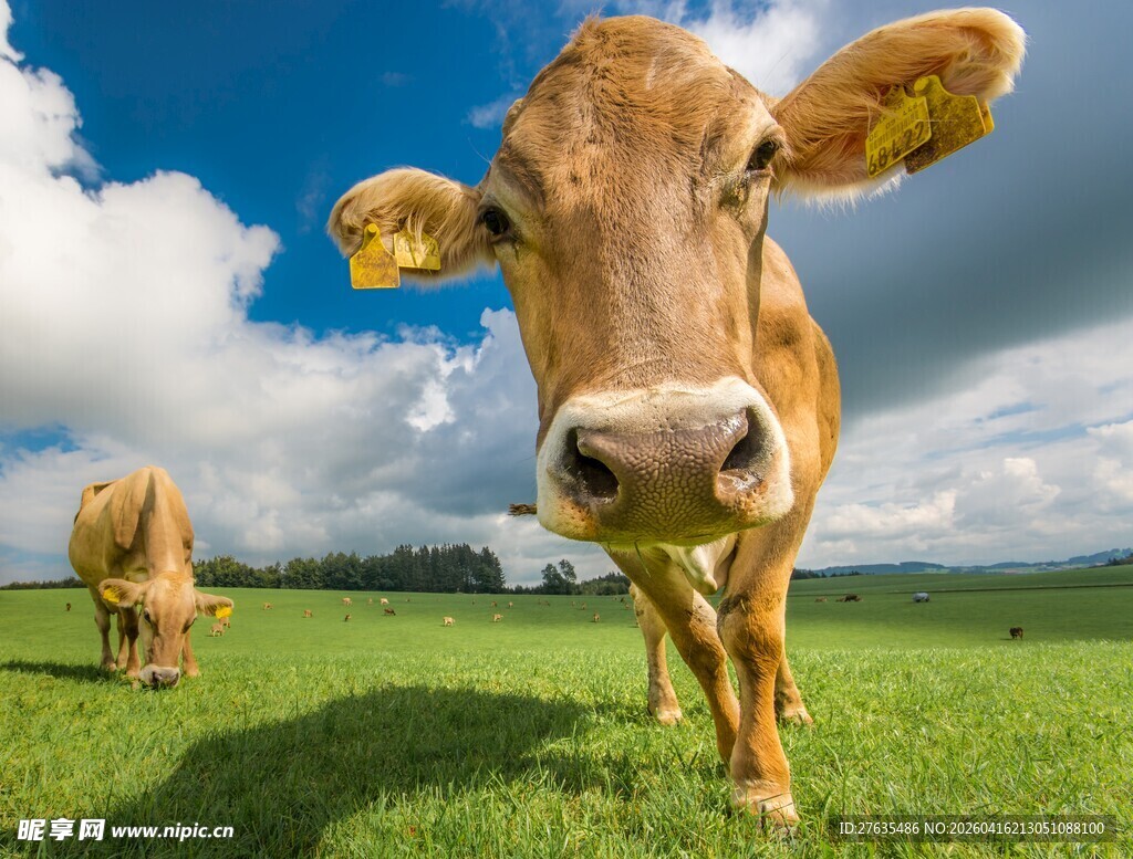 草原上的两头牛