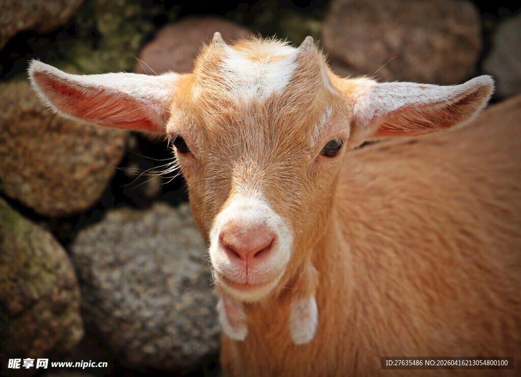 可爱小羊特写