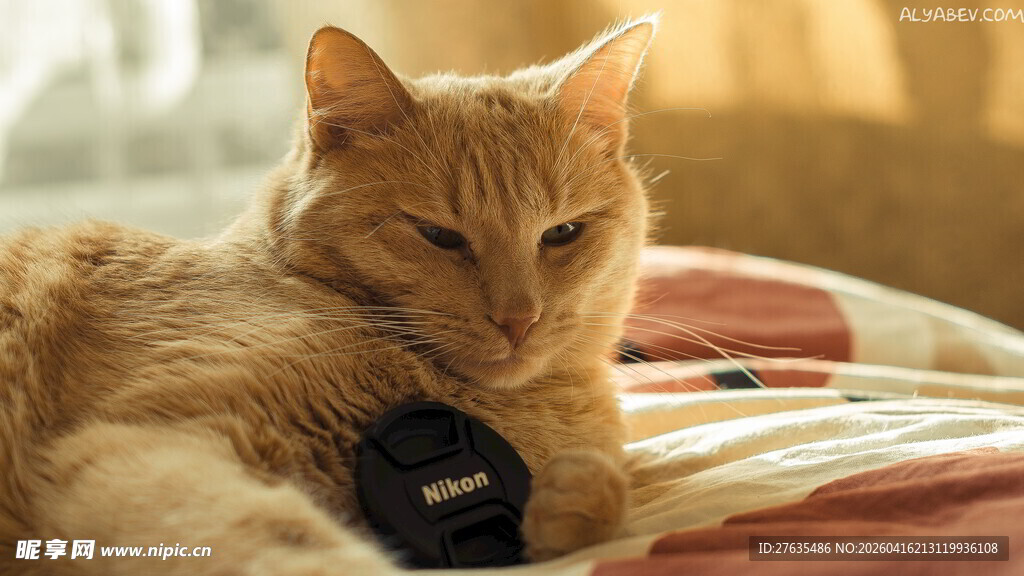 慵懒猫咪惬意躺卧