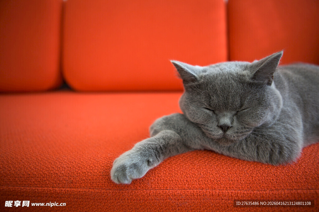 慵懒灰猫卧于橙沙发上