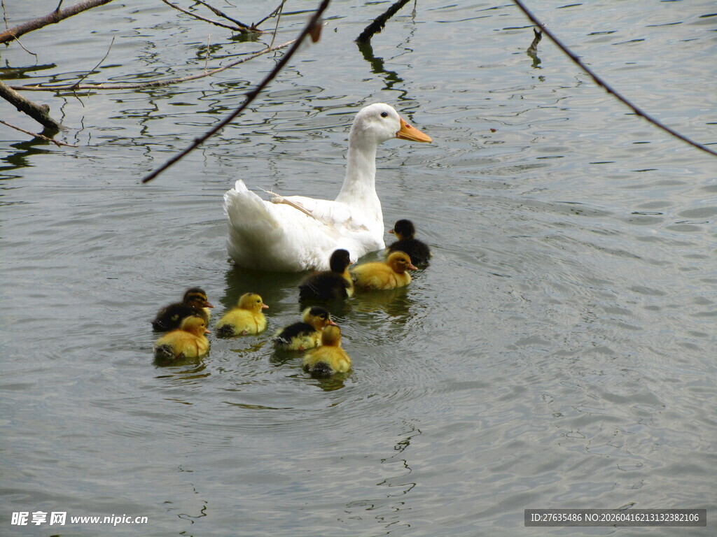 母鹅带小鹅水中游