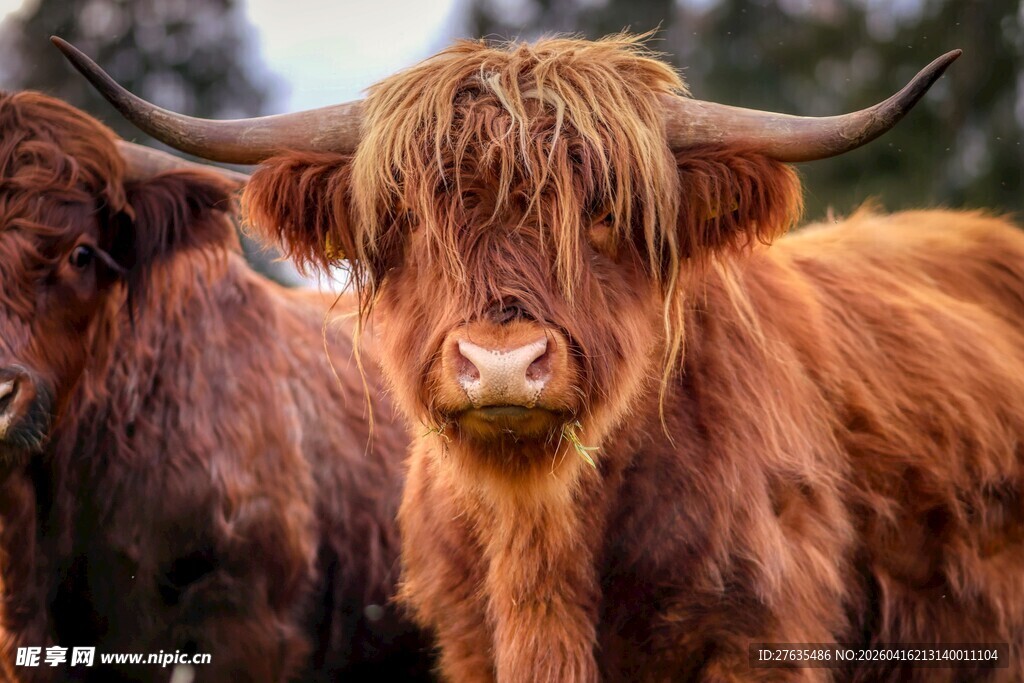长毛牦牛特写