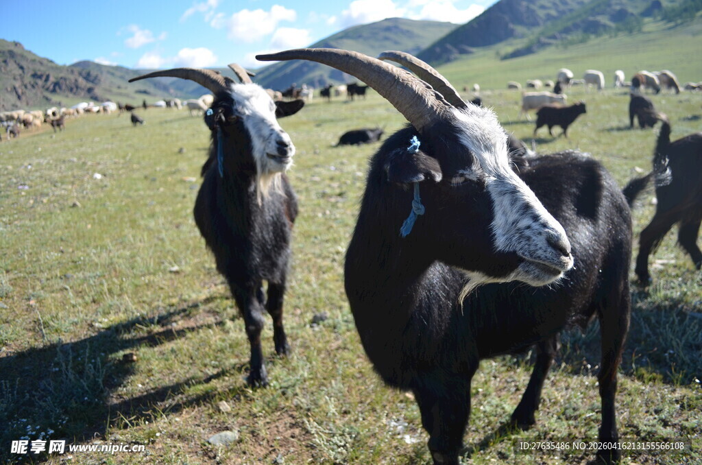 草原上的黑山羊