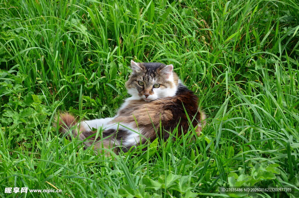 草地上惬意躺卧的猫咪