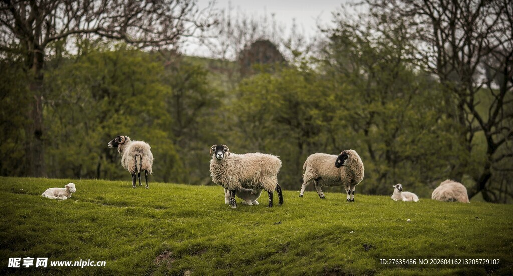 草原上悠闲的羊群