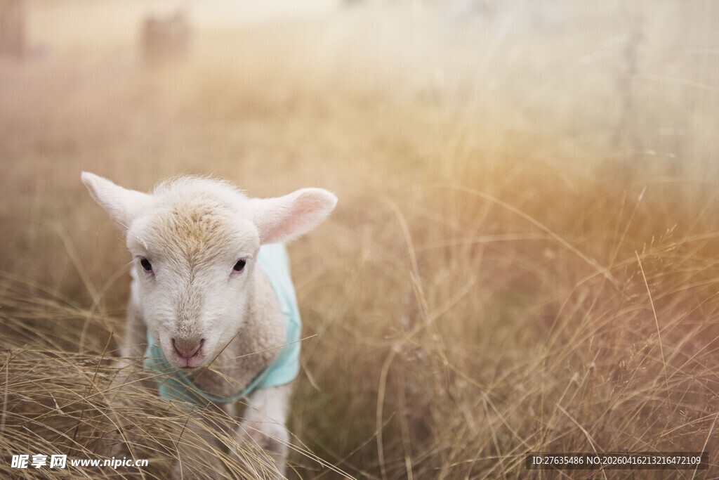 田野中的可爱小羊羔