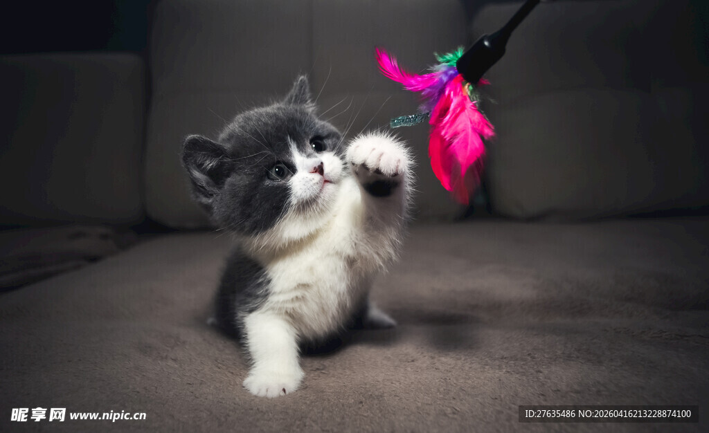 小猫玩耍逗猫棒