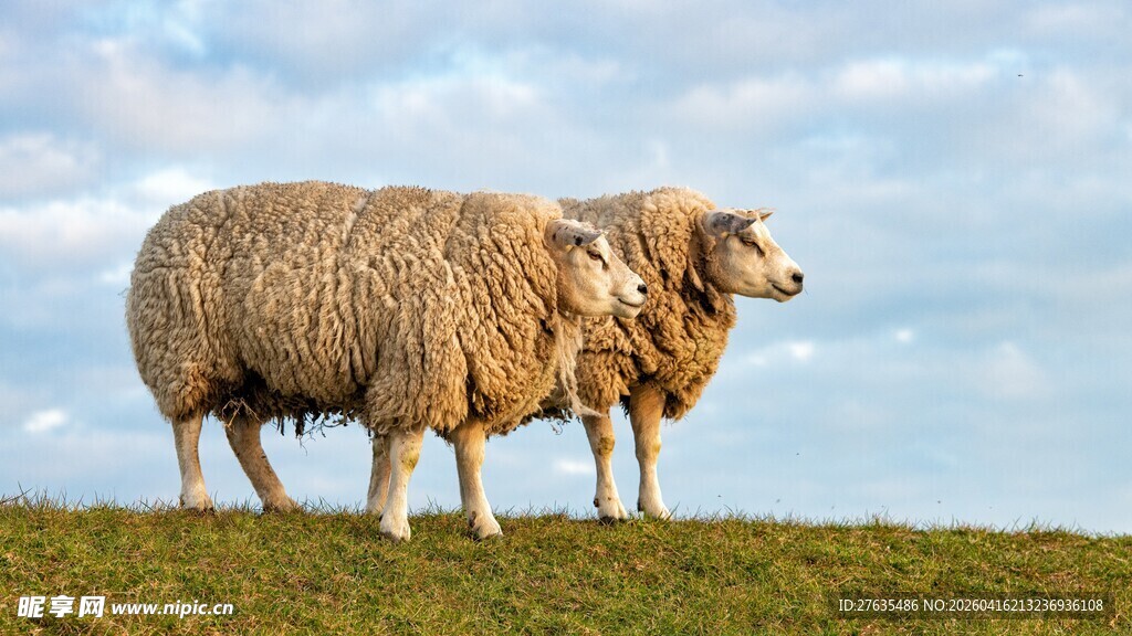 草原上的两只绵羊