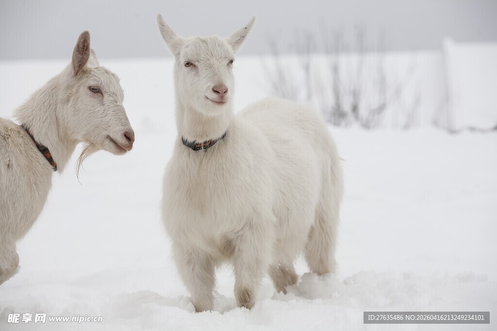 雪地中的山羊与羊驼