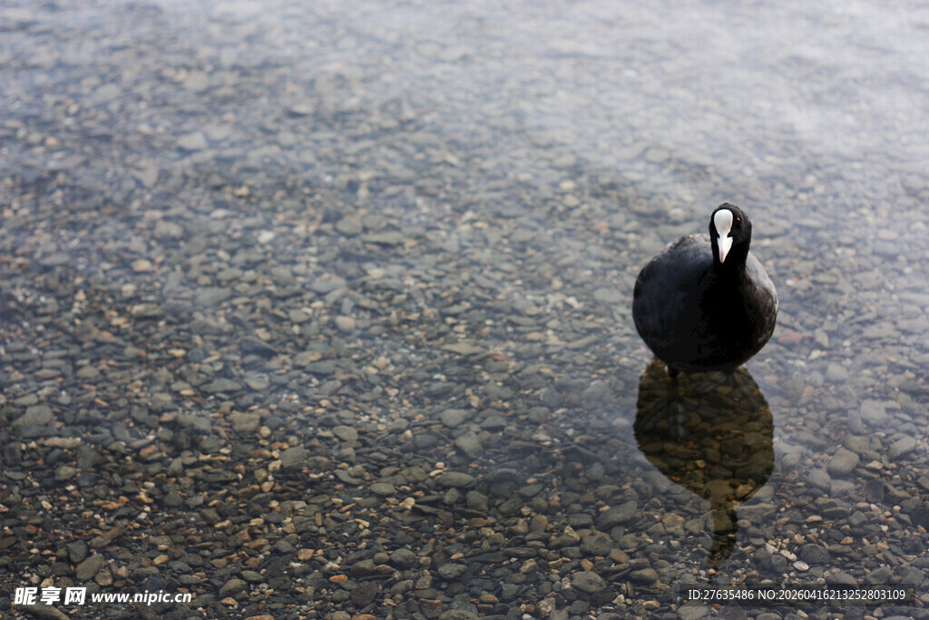 水中黑鸟及其倒影