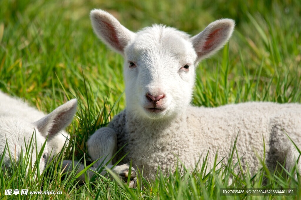 草地上的可爱小羊羔