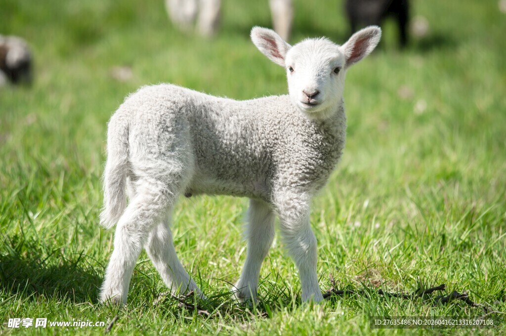 草地上的可爱小羊羔