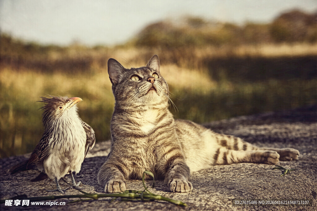 猫咪与小鸟的和谐共处