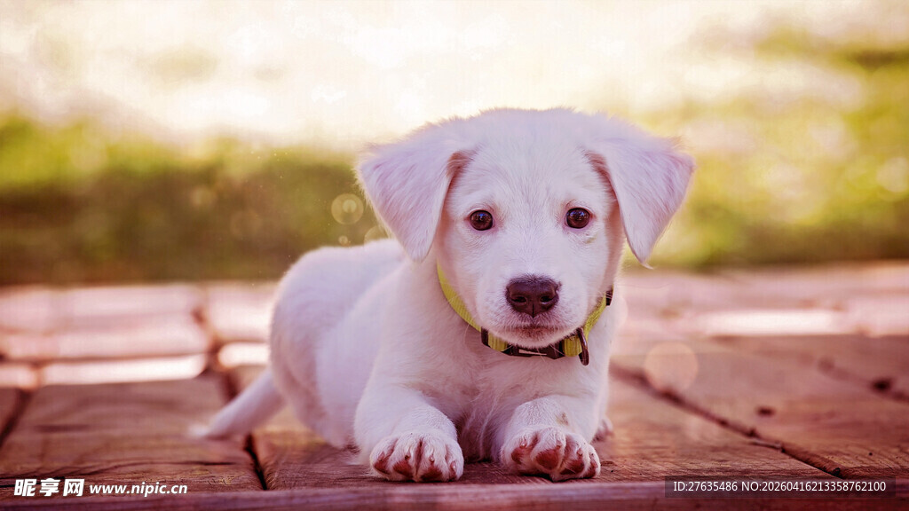 可爱小白狗趴在木板上