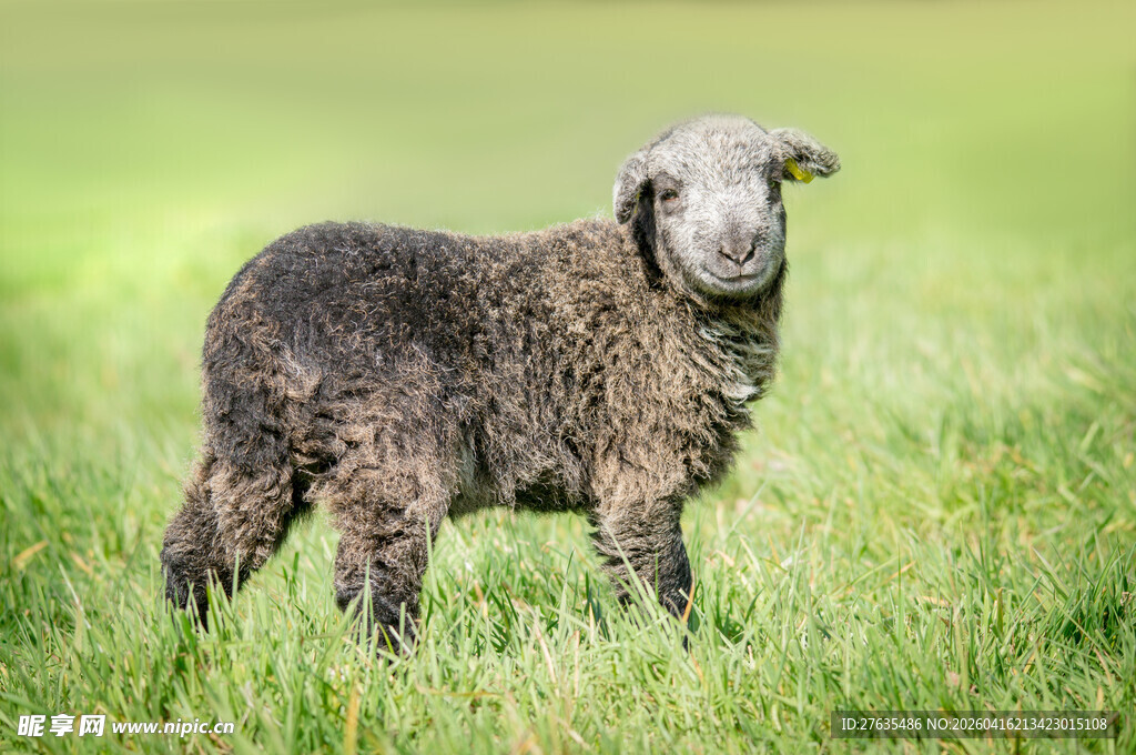 草地上的小羊羔
